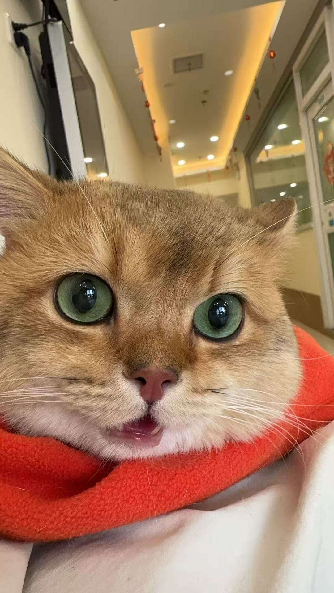 王杨春晓